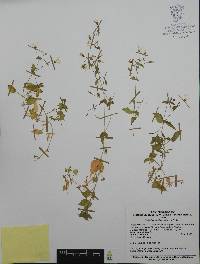 Stellaria cuspidata image