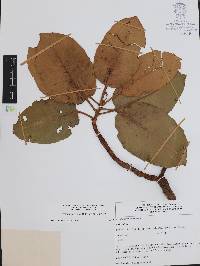 Arbutus madrensis image