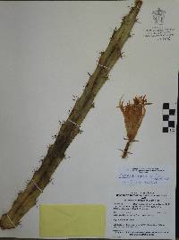 Disocactus speciosus image