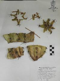 Stenocereus chacalapensis image