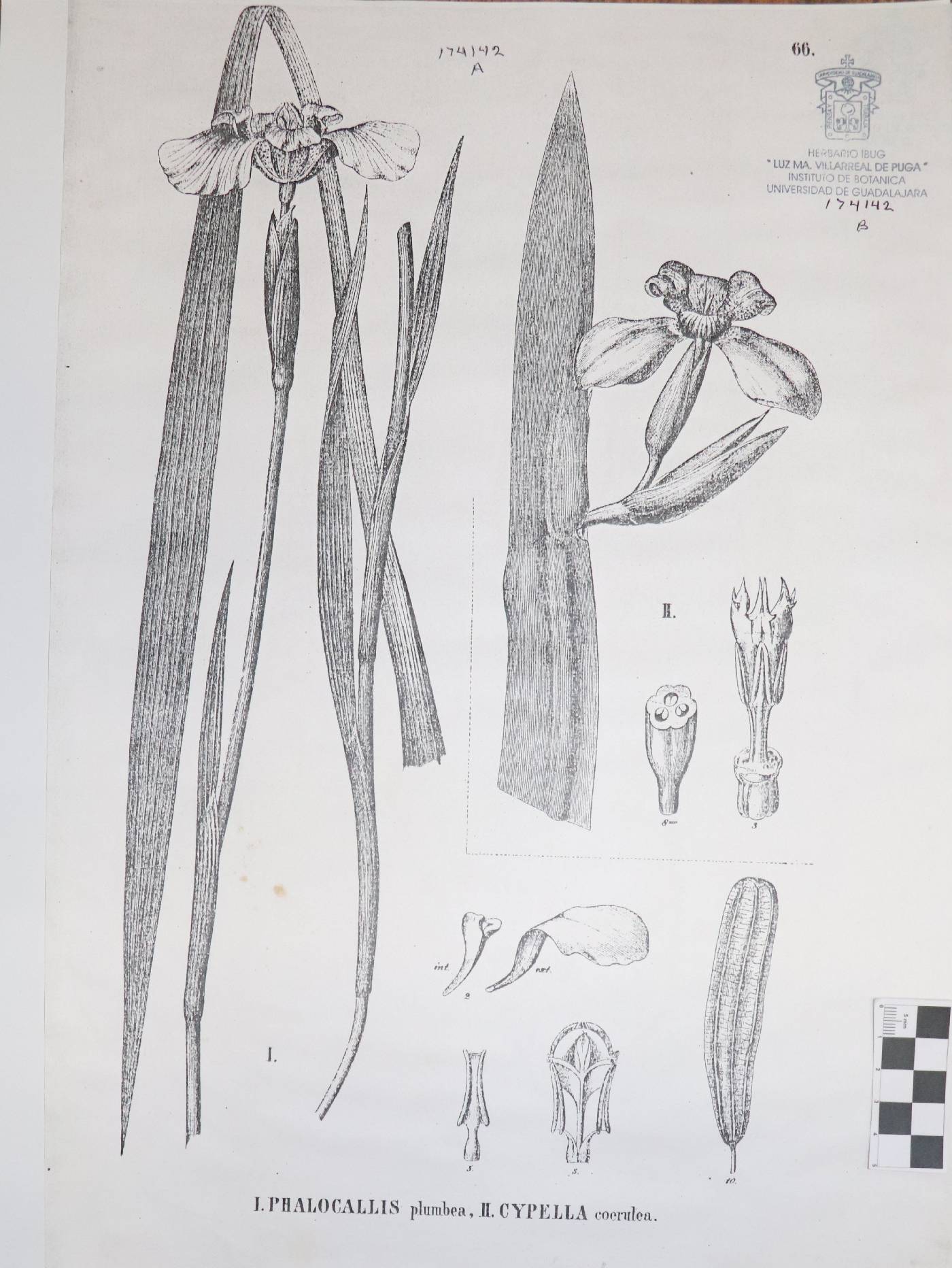 Trimezia coerulea image