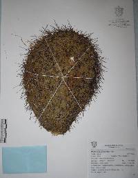 Opuntia hyptiacantha image