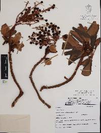 Arbutus madrensis image