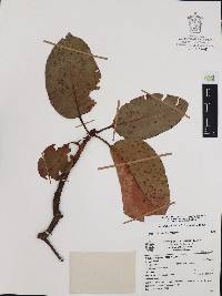 Arbutus madrensis image