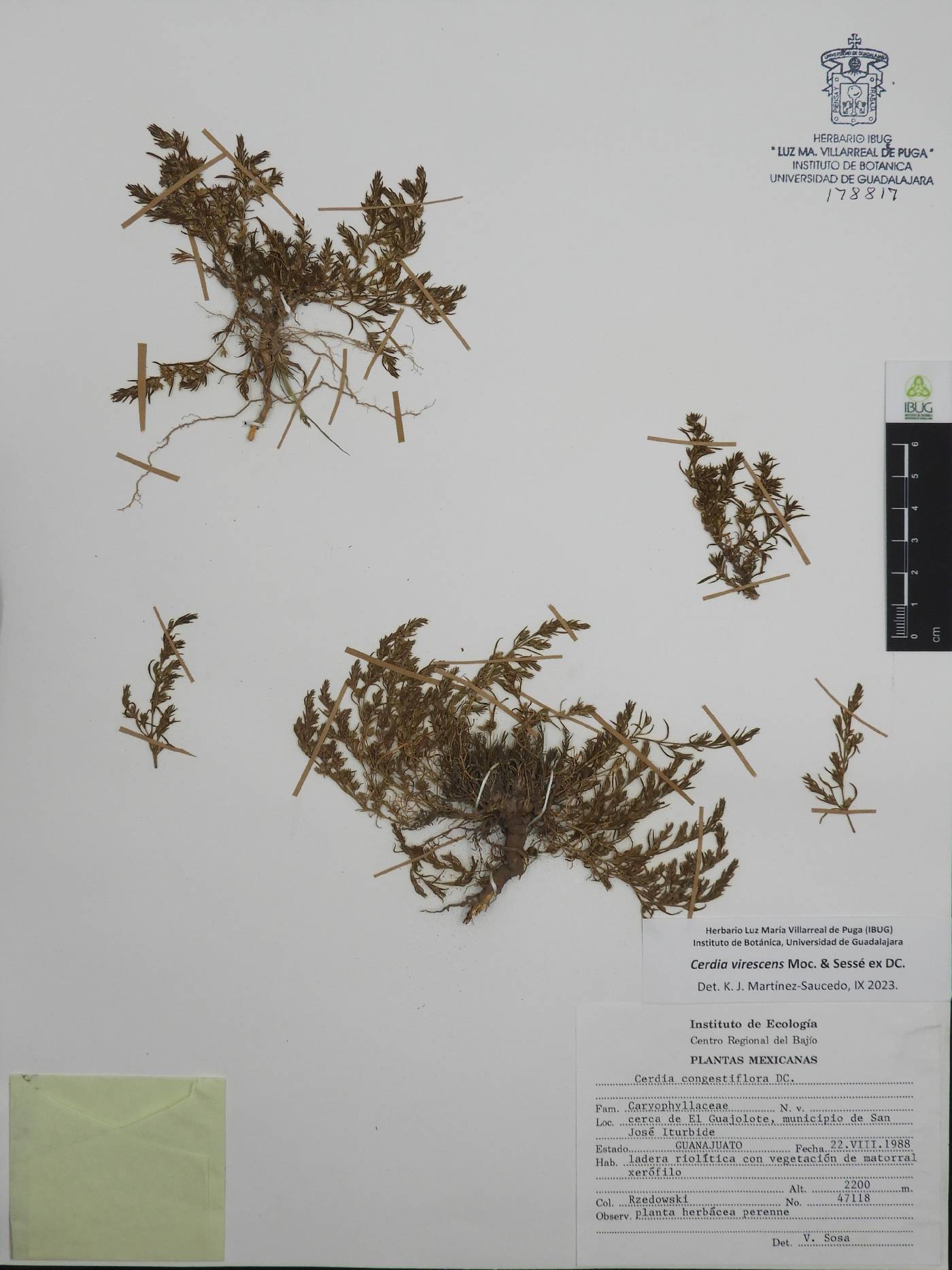 Cerdia virescens image