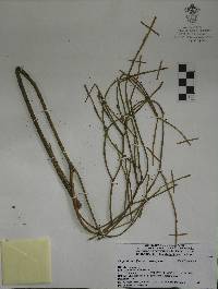 Rhipsalis baccifera image