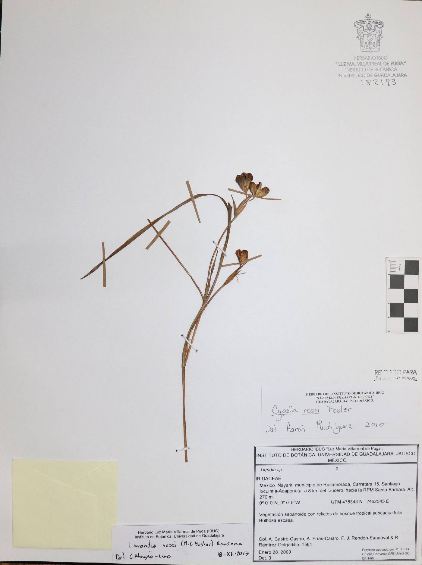 Larentia image