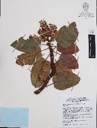 Arbutus madrensis image