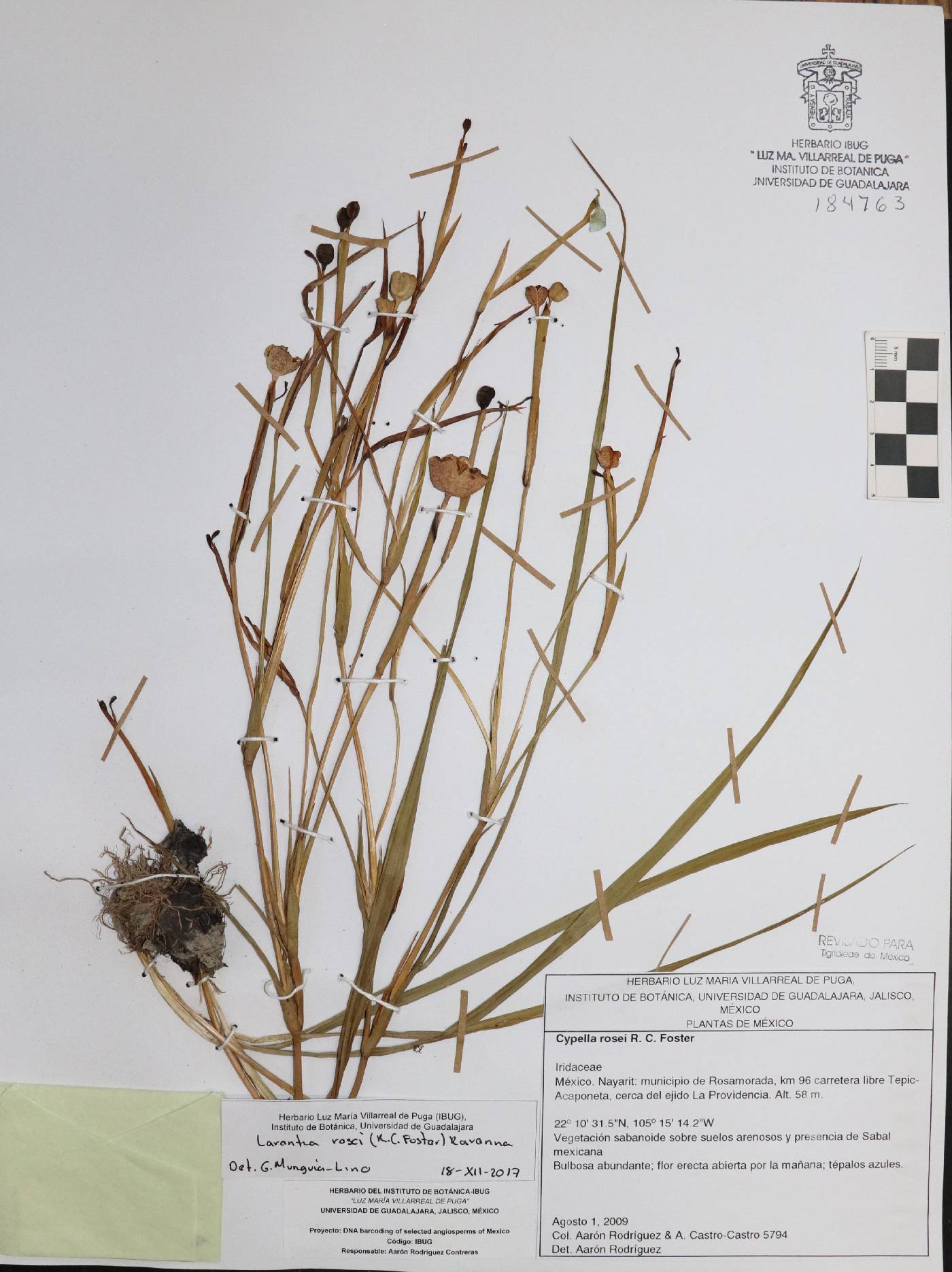 Larentia rosei image