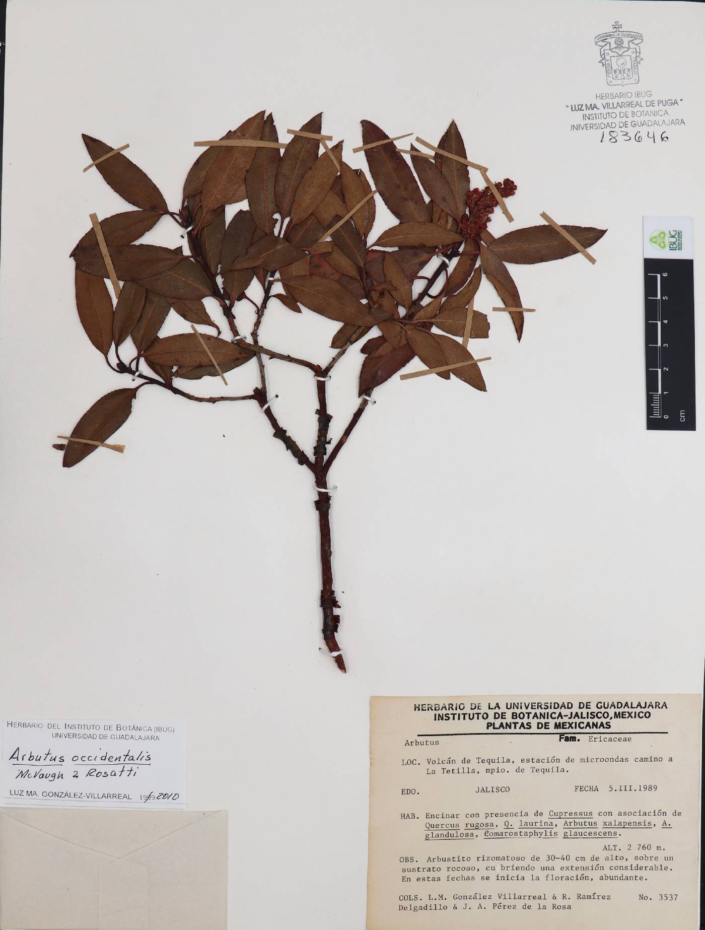 Arbutus occidentalis image
