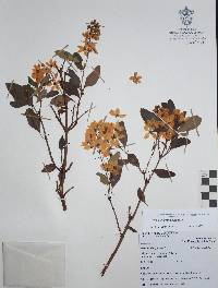 Galphimia grandiflora image