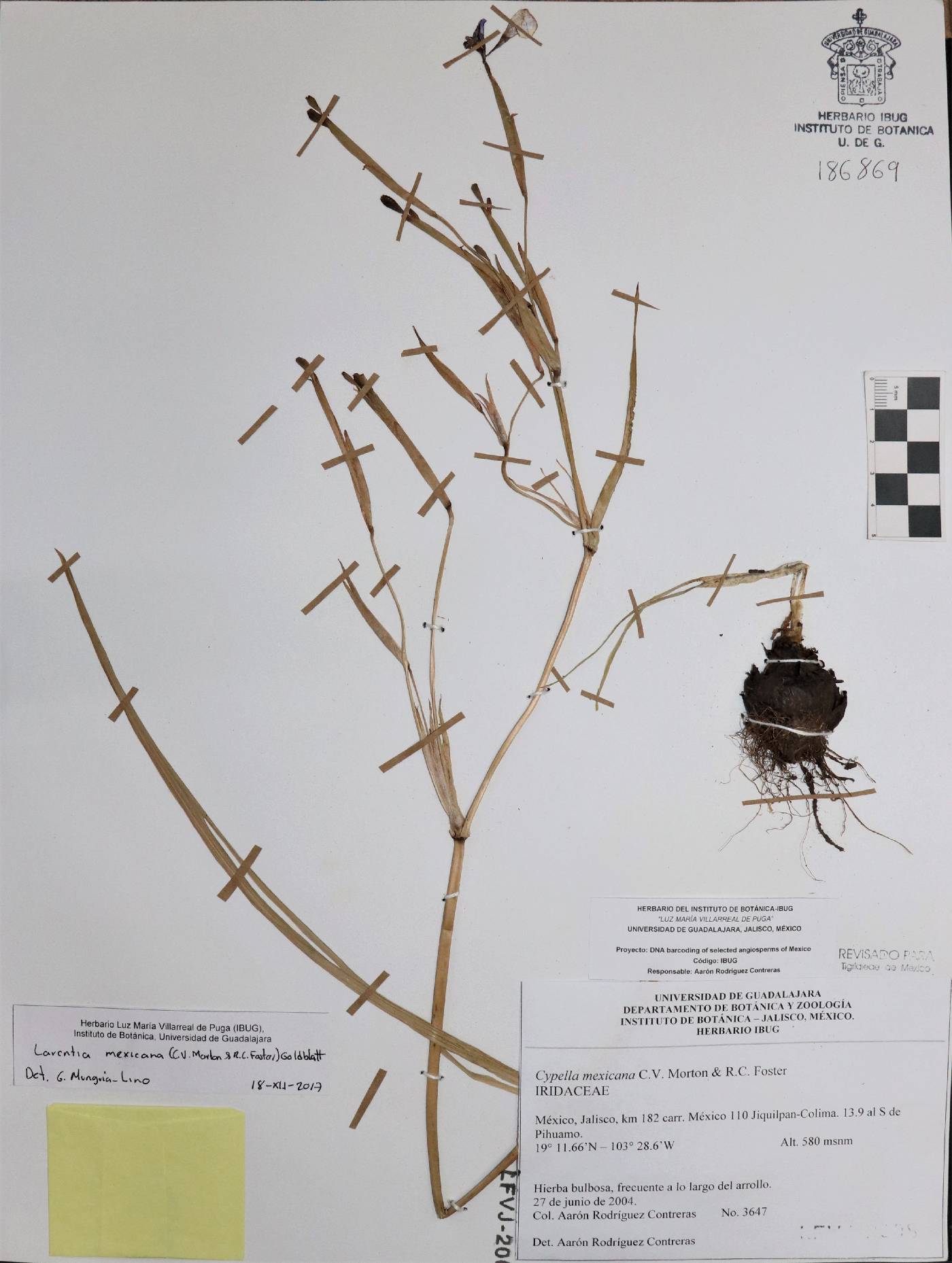 Larentia mexicana image
