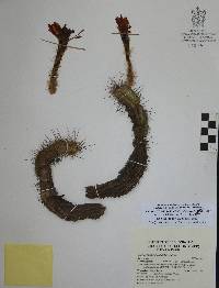 Echinocereus acifer subsp. huitcholensis image