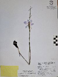 Calydorea mexicana image