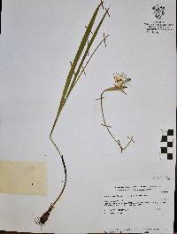 Tigridia coerulea image
