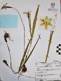 Tigridia coerulea image