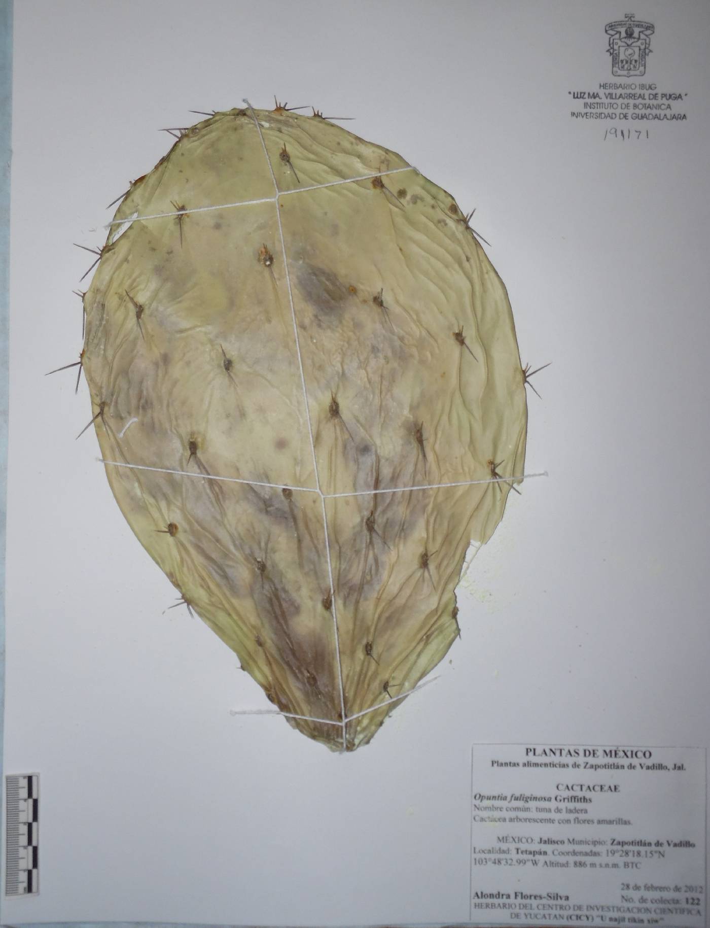 Opuntia fuliginosa image