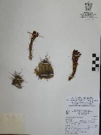 Echinocereus acifer image