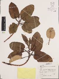 Arbutus bicolor image