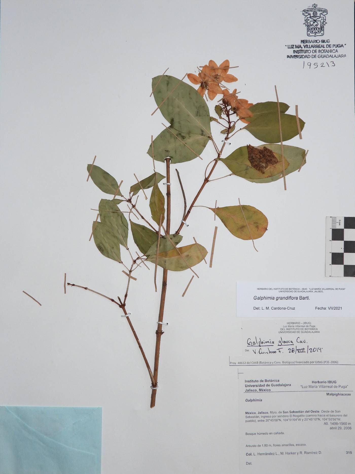 Galphimia grandiflora image
