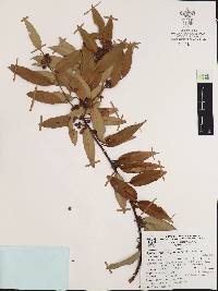 Agarista mexicana var. pinetorum image