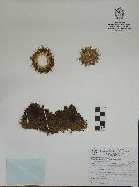 Mammillaria scrippsiana image