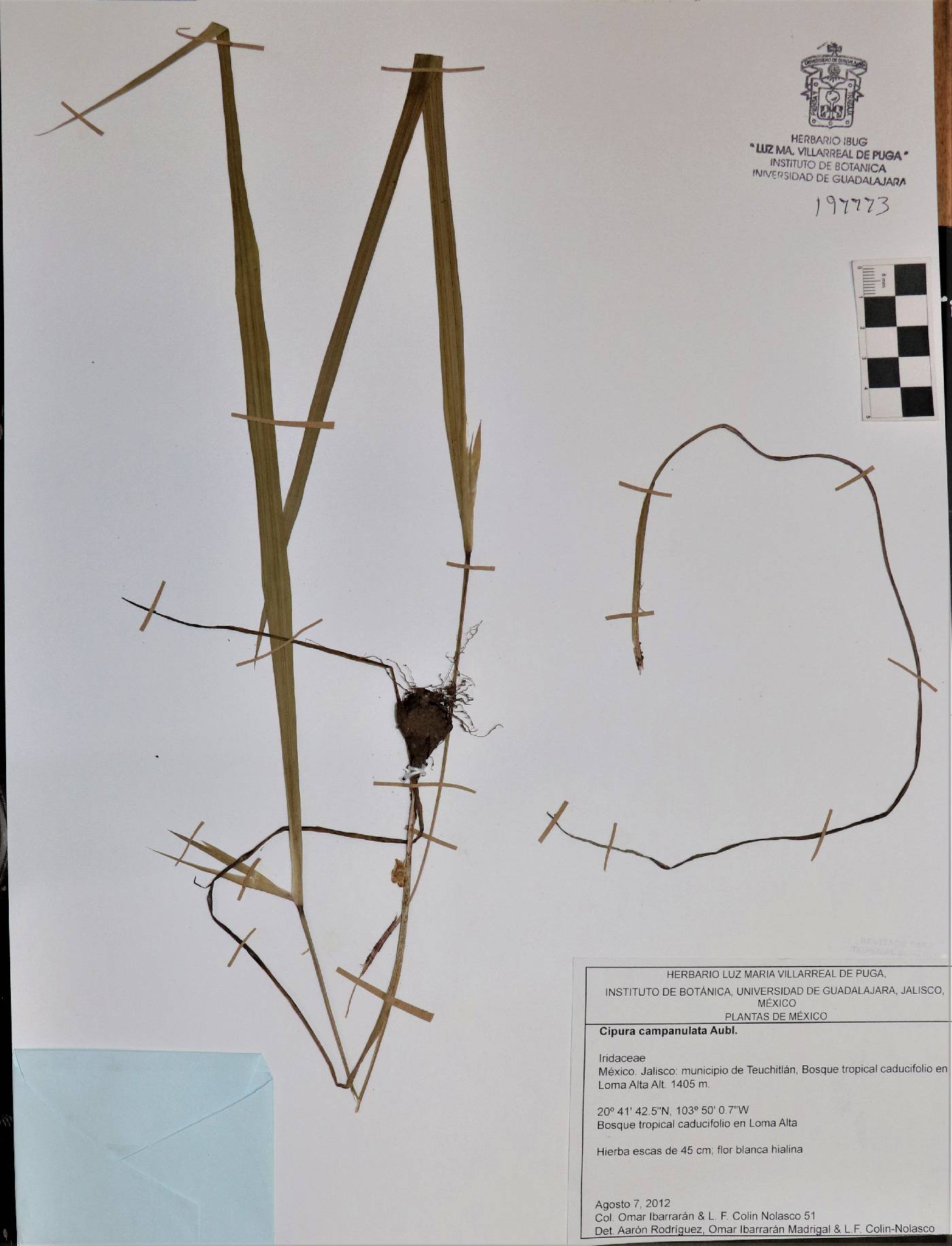 Cipura campanulata image