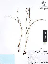 Nemastylis tenuis image