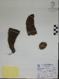 Mammillaria scrippsiana image