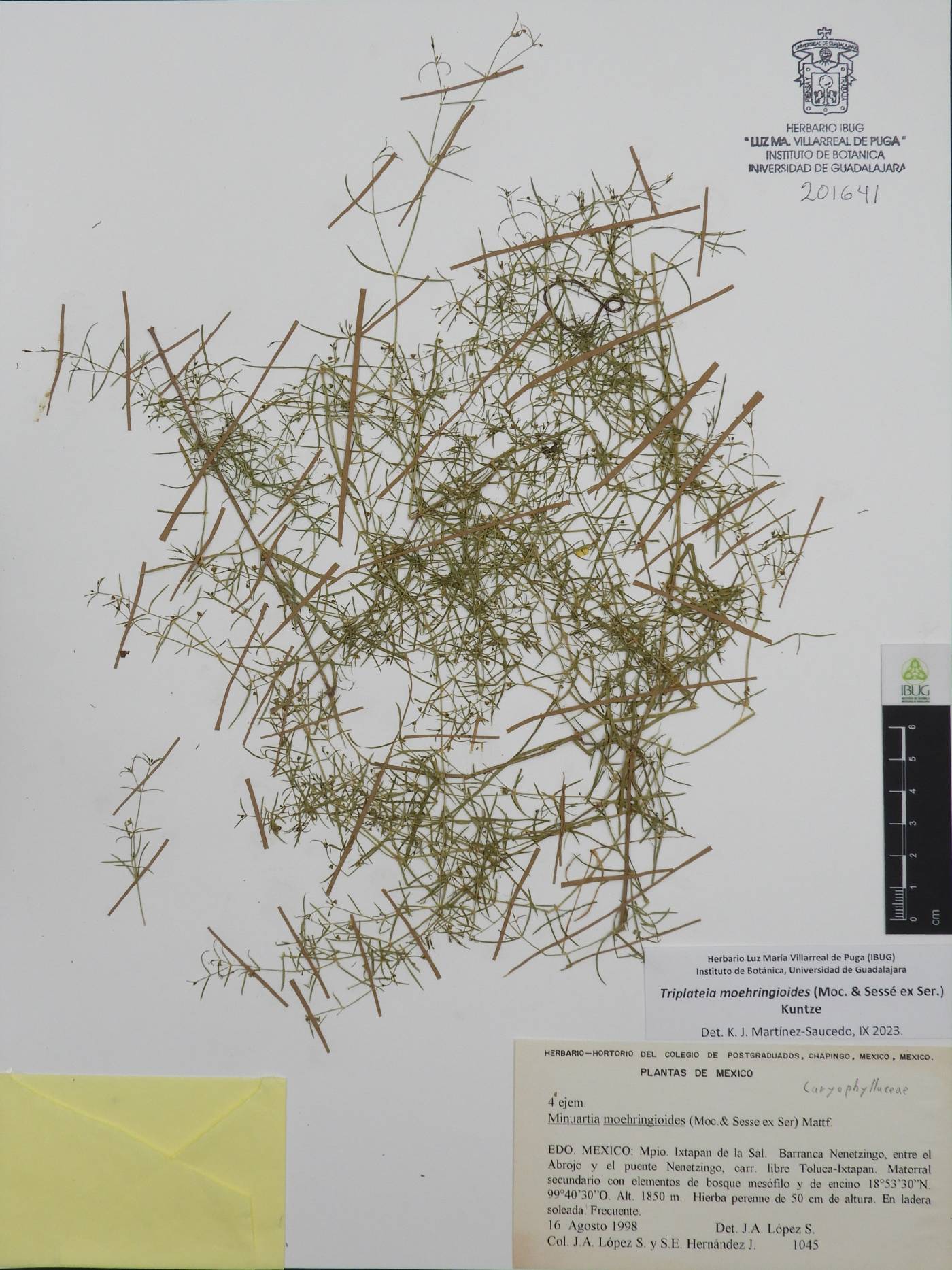 Triplateia moehringiodes image