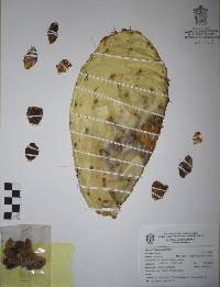 Opuntia fuliginosa image