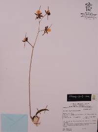 Oncidium brachyandrum image