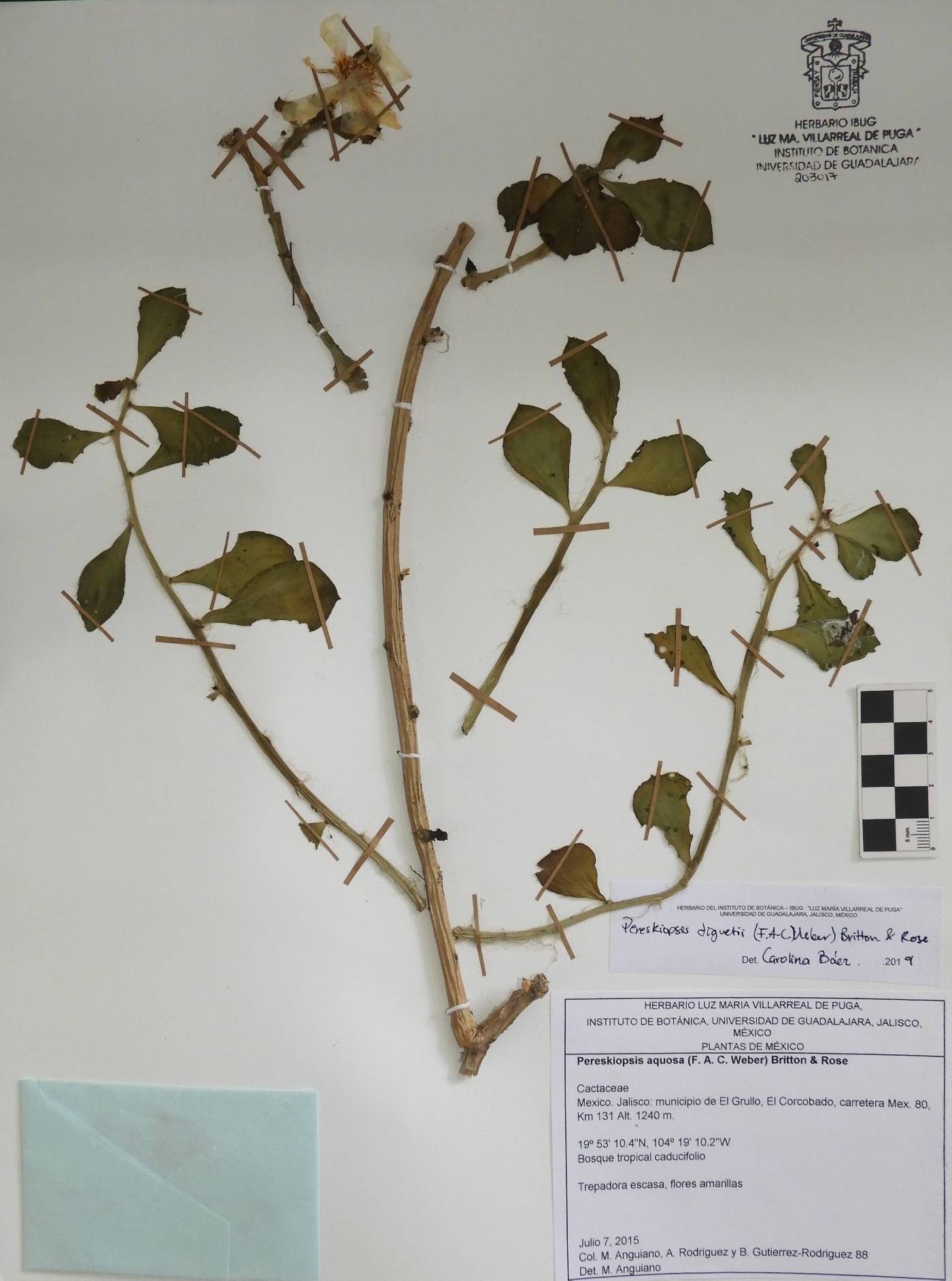 Pereskiopsis diguetii image