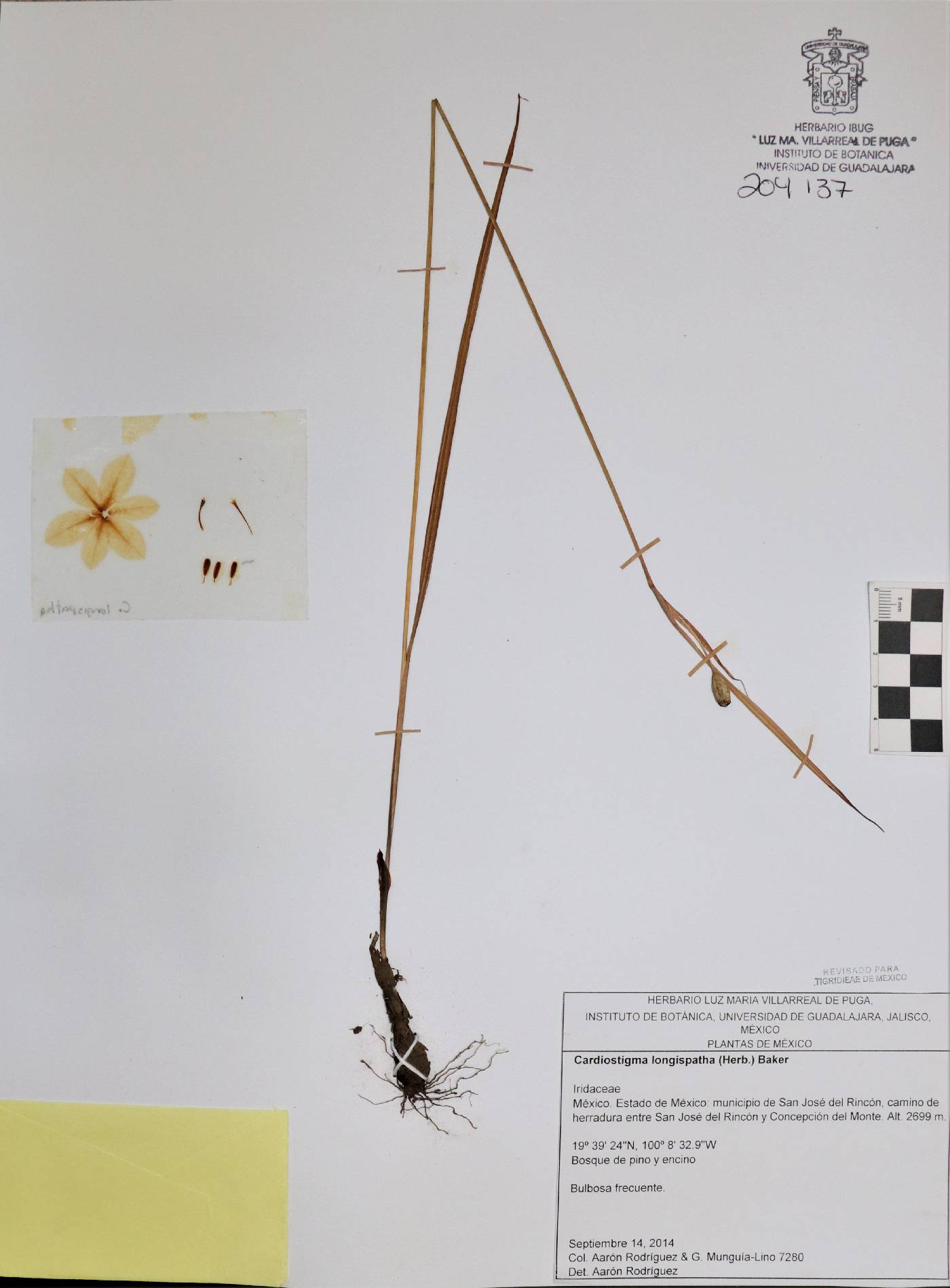 Cardiostigma longispatha image