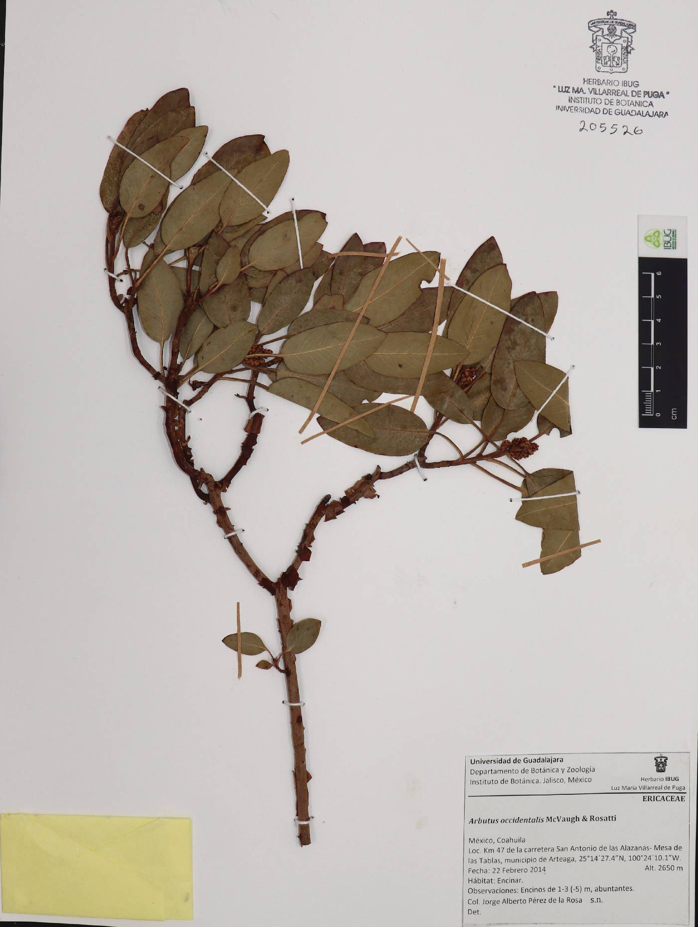 Arbutus occidentalis image