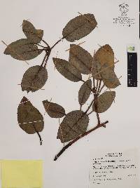 Arbutus bicolor image