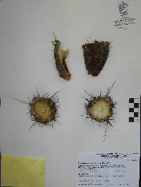 Image of Echinocereus acifer