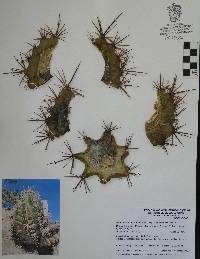 Echinocereus arizonicus subsp. matudae image