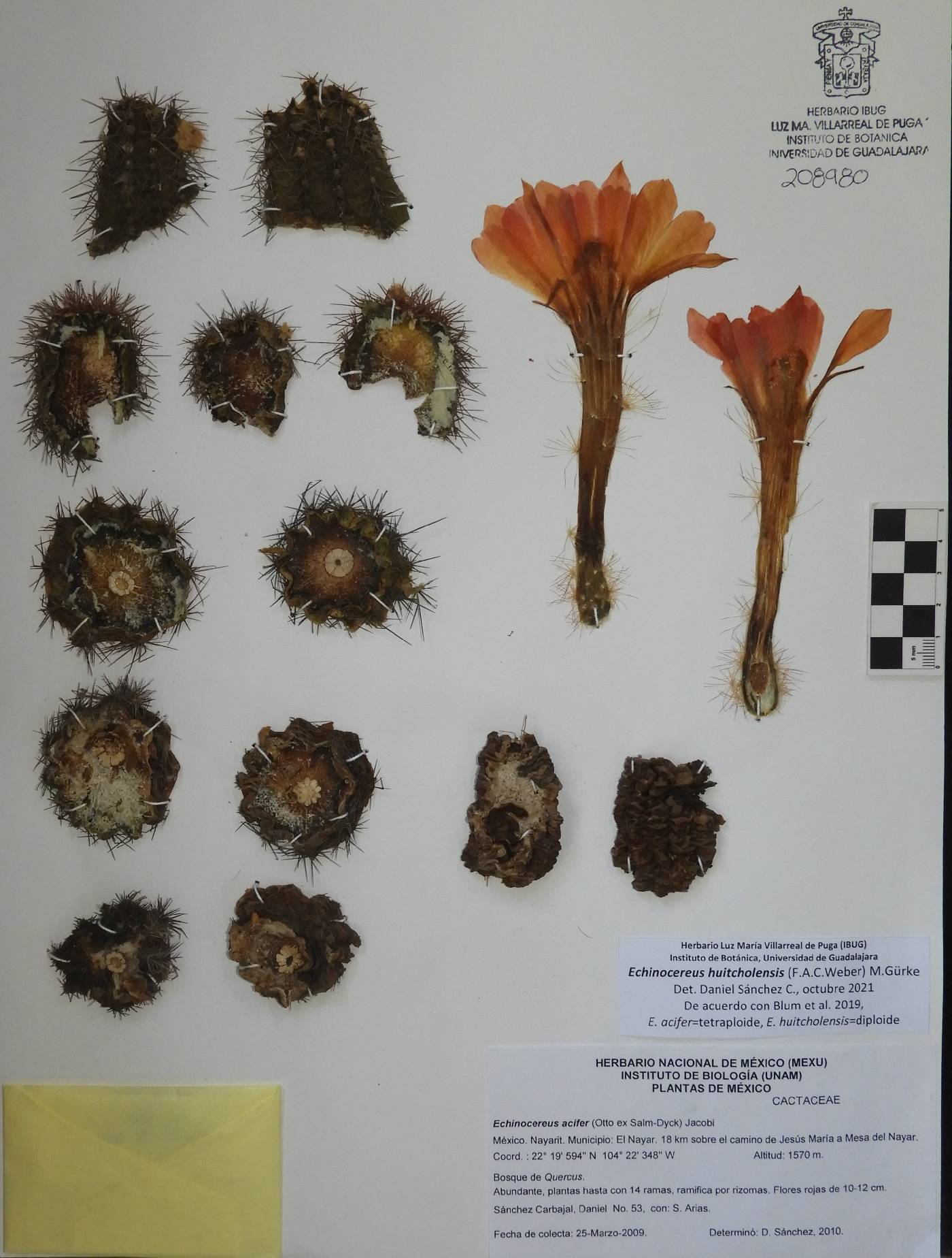 Echinocereus acifer subsp. huitcholensis image