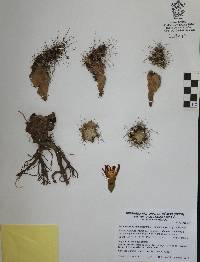 Echinocereus mapimiensis image