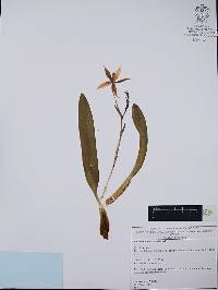 Oncidium hastatum image