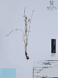 Nemastylis tenuis image