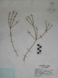 Rhipsalis baccifera image
