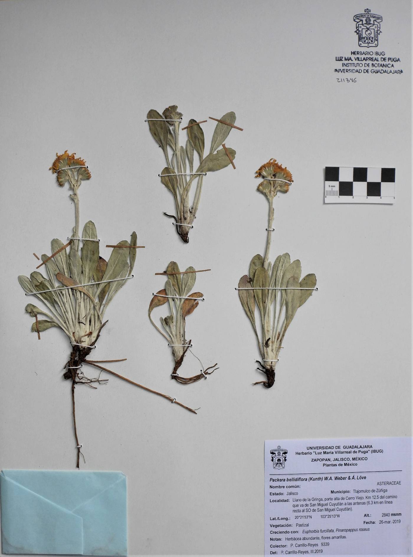 Packera bellidifolia image