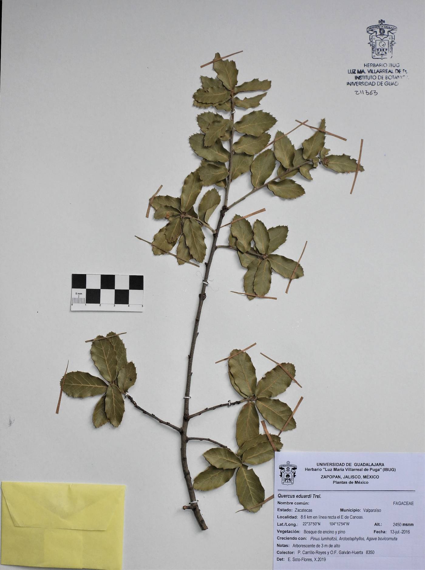 Quercus eduardi image