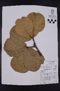 Quercus jonesii image