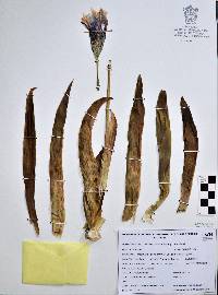 Moraea sisyrinchium image