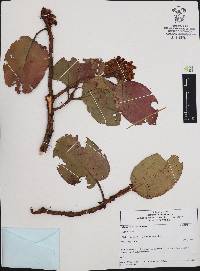 Arbutus madrensis image