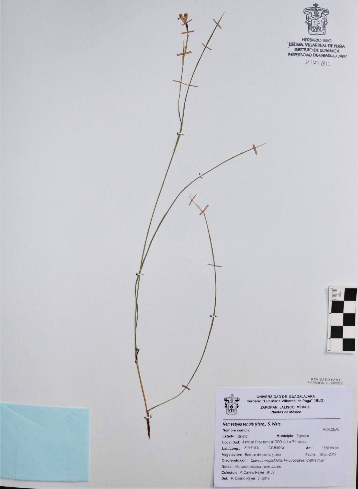 Nemastylis tenuis subsp. tenuis image