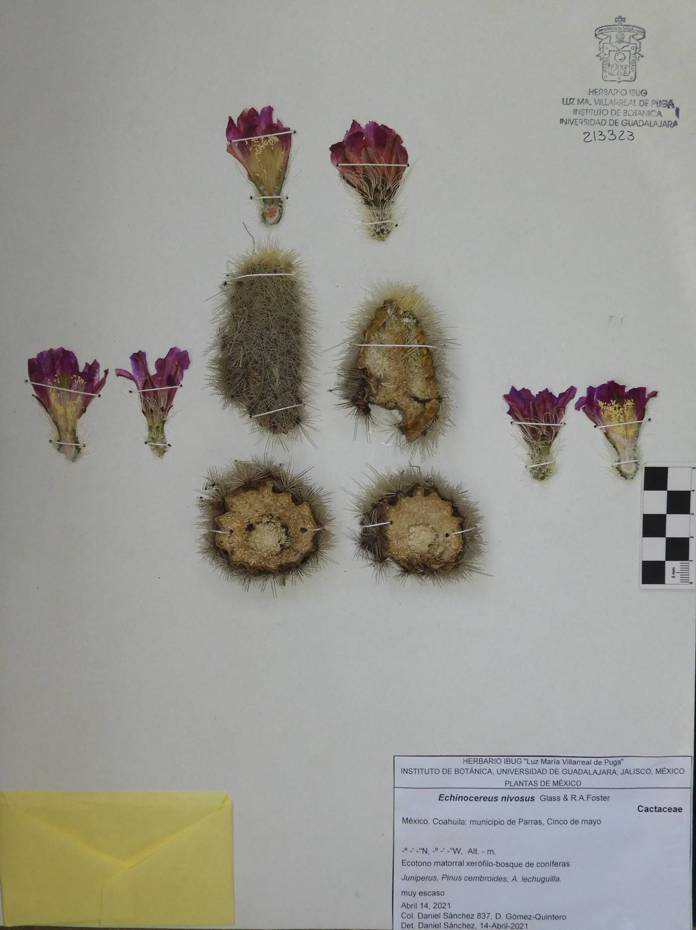 Echinocereus nivosus image